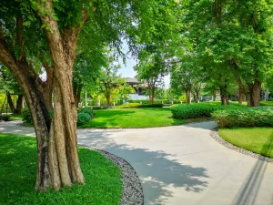 Bare Roots Landscape Solutions