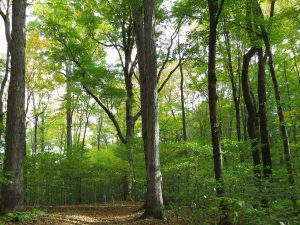 Eco Logic LLC