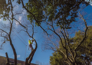 Stump Grinding Houston