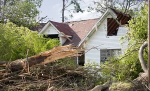 Tree Service KD Tree Service Rochester NY