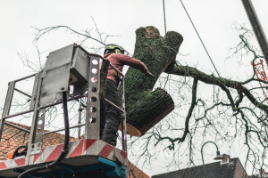 Tree Service KD Tree Service Rochester NY