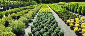 Twitty Nursery Inc